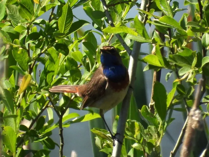 Waargenomen Blauwborst