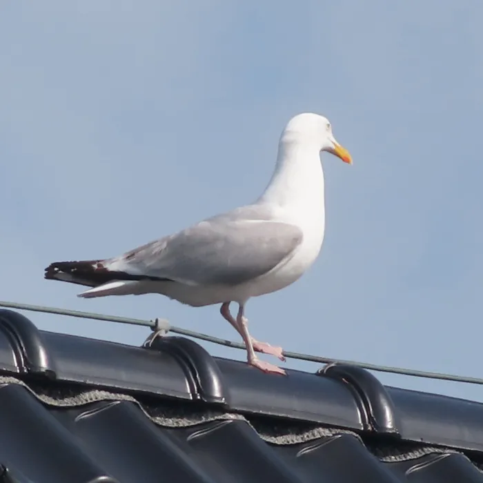 Waargenomen Zilvermeeuw