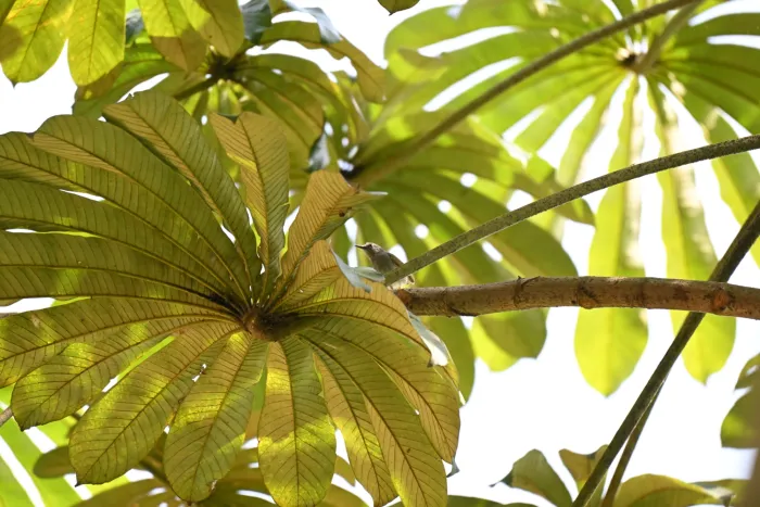 Spotted Green-backed Camaroptera