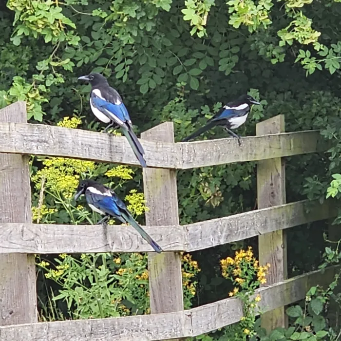 Spotted Eurasian Magpie
