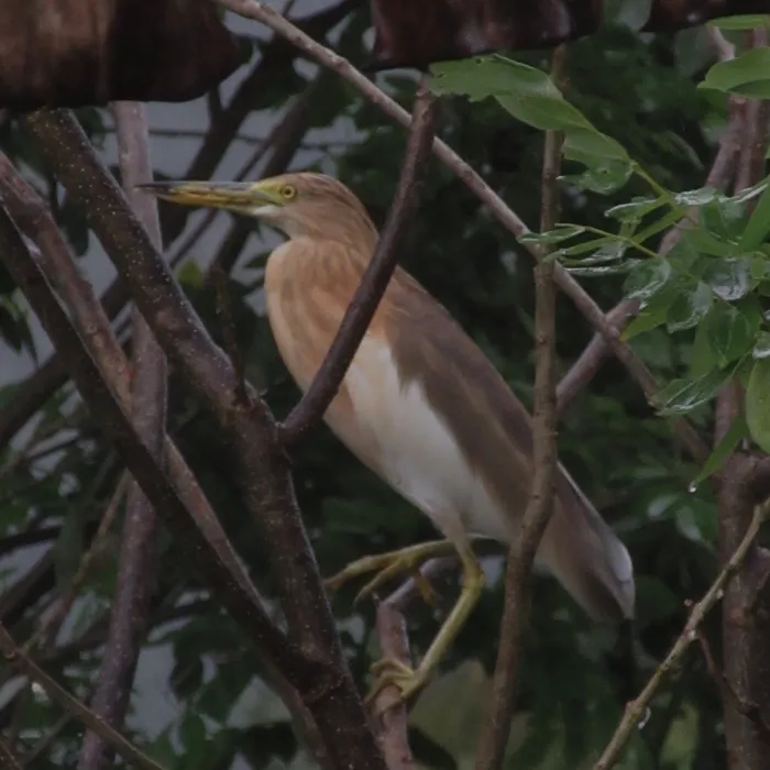 Spotted Javan Pond-Heron