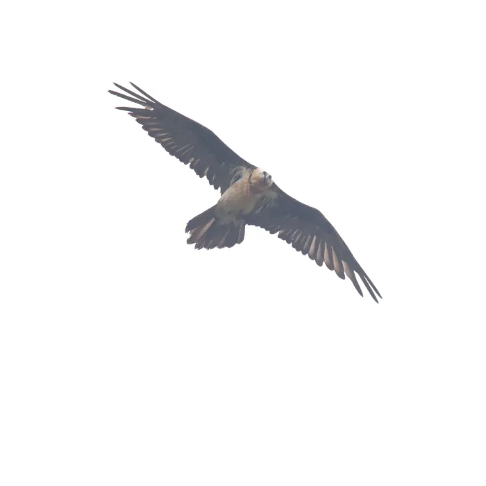 Spotted Bearded Vulture