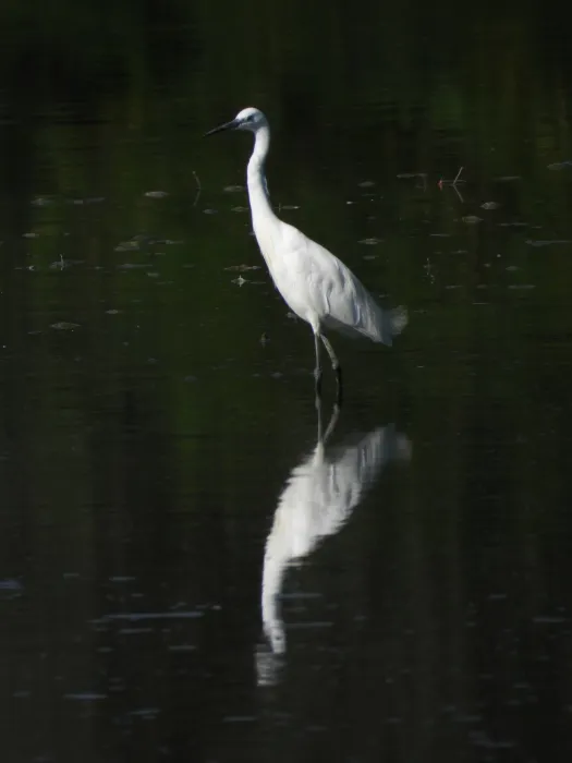 Waargenomen Kleine zilverreiger