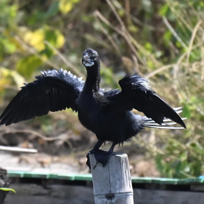 Gespotte Indische dwergaalscholver