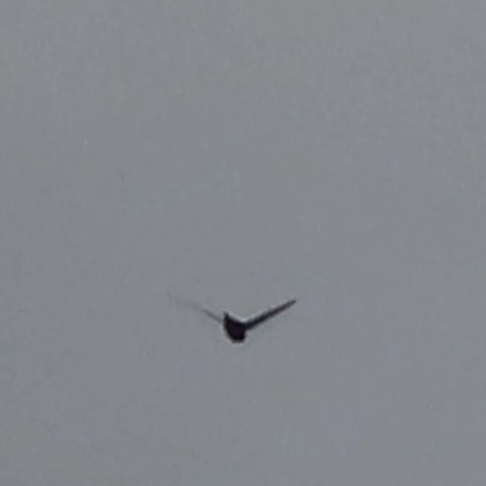 Common Swift