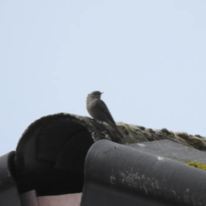 Gespotte Zwarte roodstaart