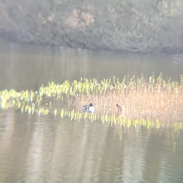 Spotted Northern Shoveler