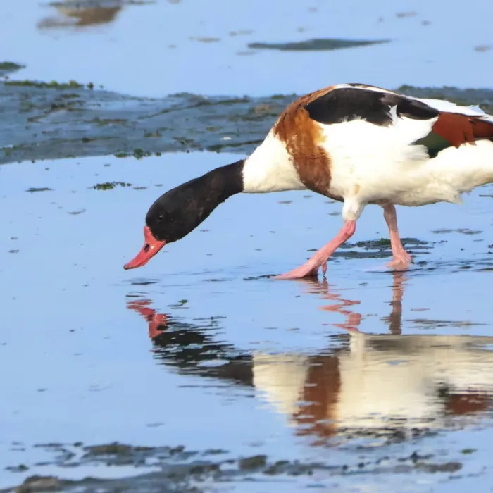 Spotted Common Shelduck