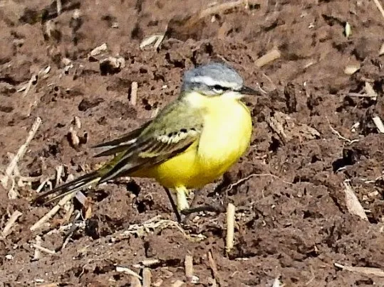 Gespotte Gele kwikstaart