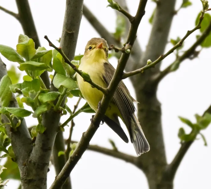 Spotvogel