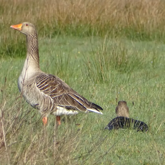 Gespotte Grauwe gans
