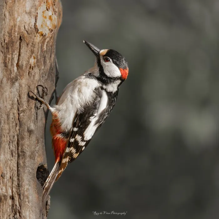 Gespotte Grote bonte specht