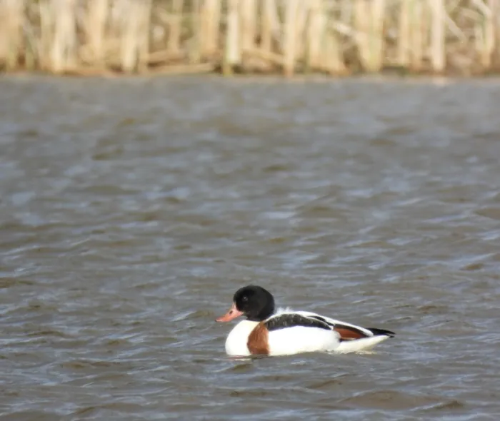 Spotted Common Shelduck