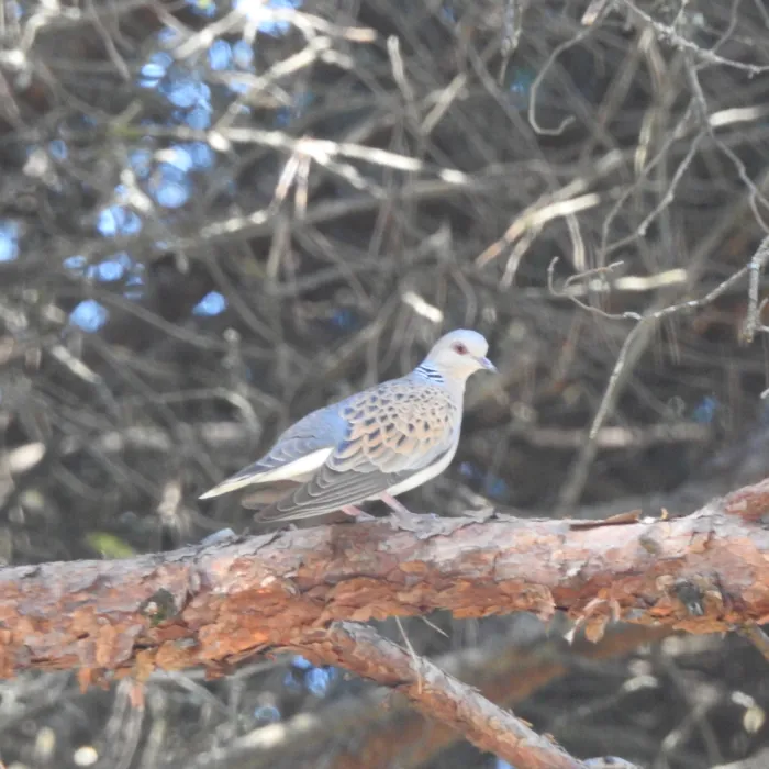 Spotted European Turtle-Dove