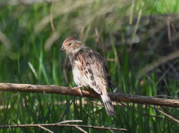Spotted Little Bunting