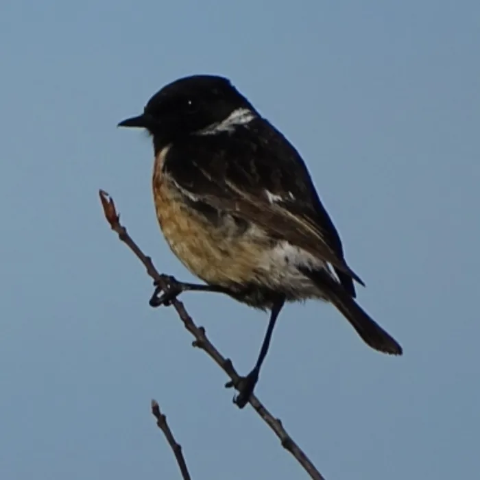 Gespotte Roodborsttapuit