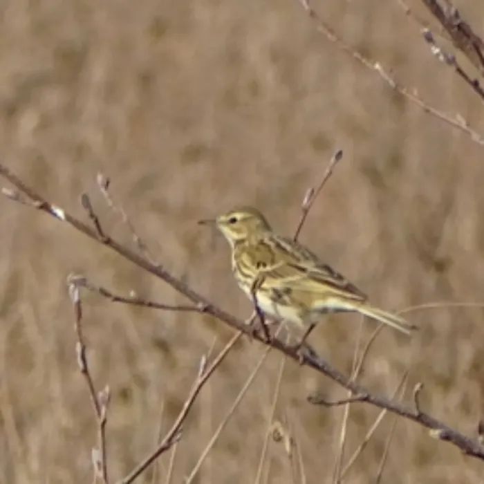 Spotted Meadow Pipit