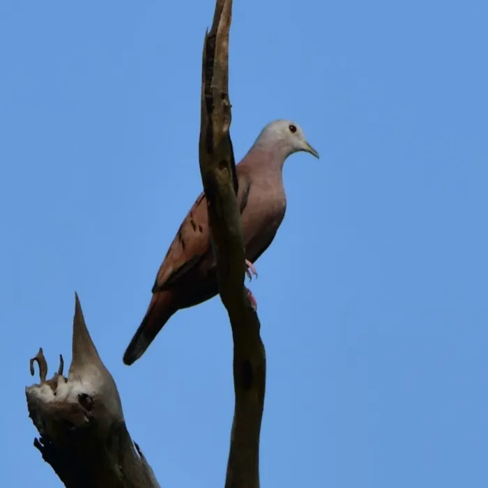 Spotted Ruddy Ground Dove