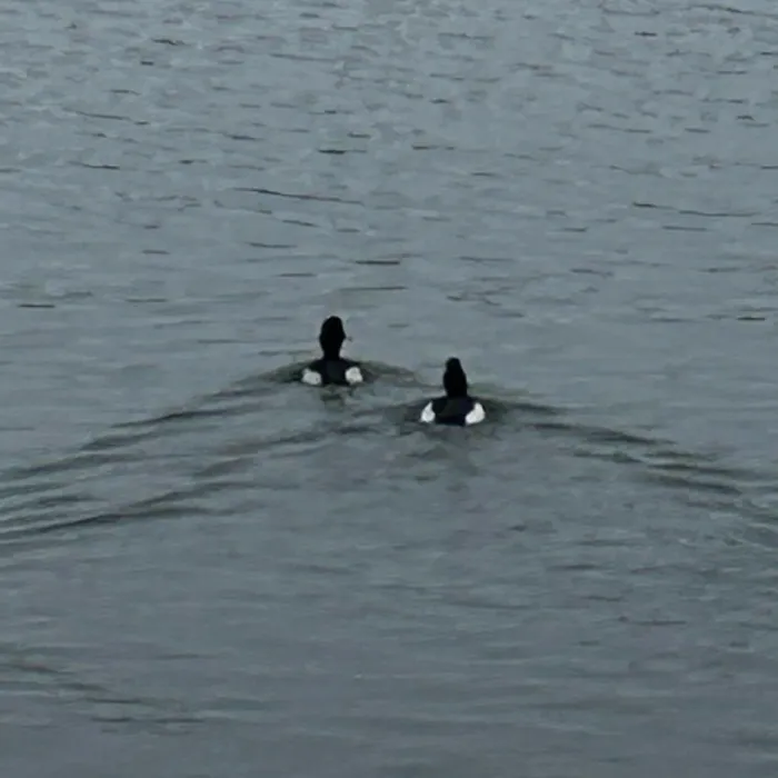 Spotted Tufted Duck