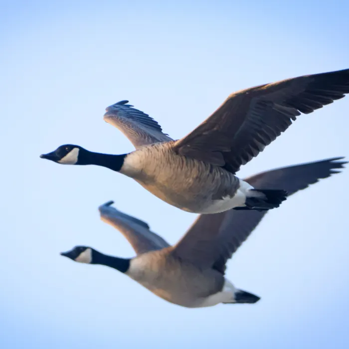 Spotted Canada Goose