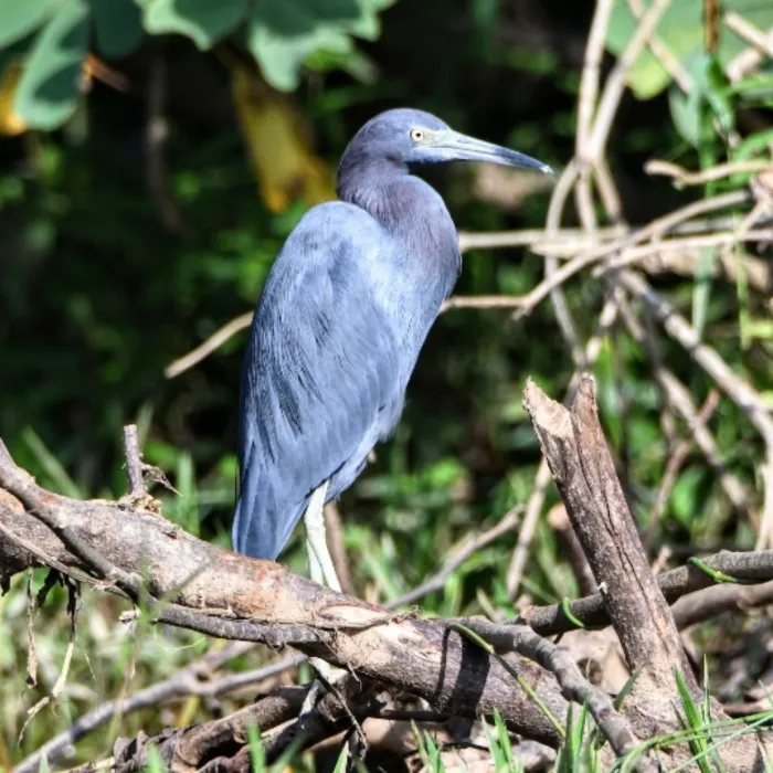 Gespotte Kleine blauwe reiger