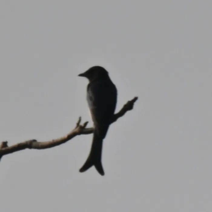 Spotted White-bellied Drongo