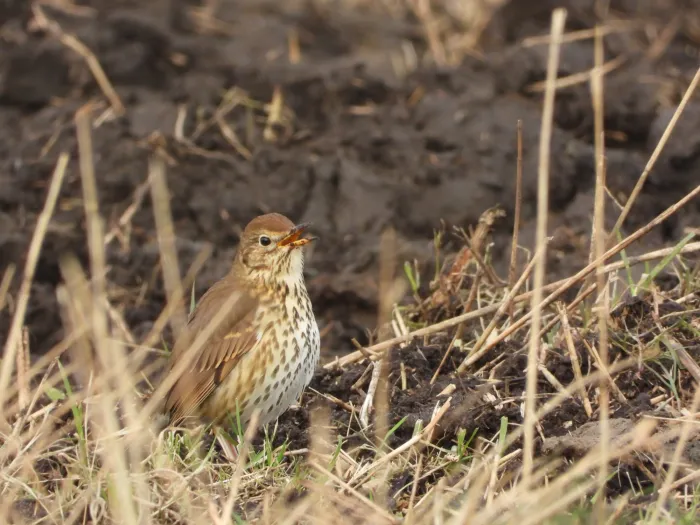 Gespotte Zanglijster