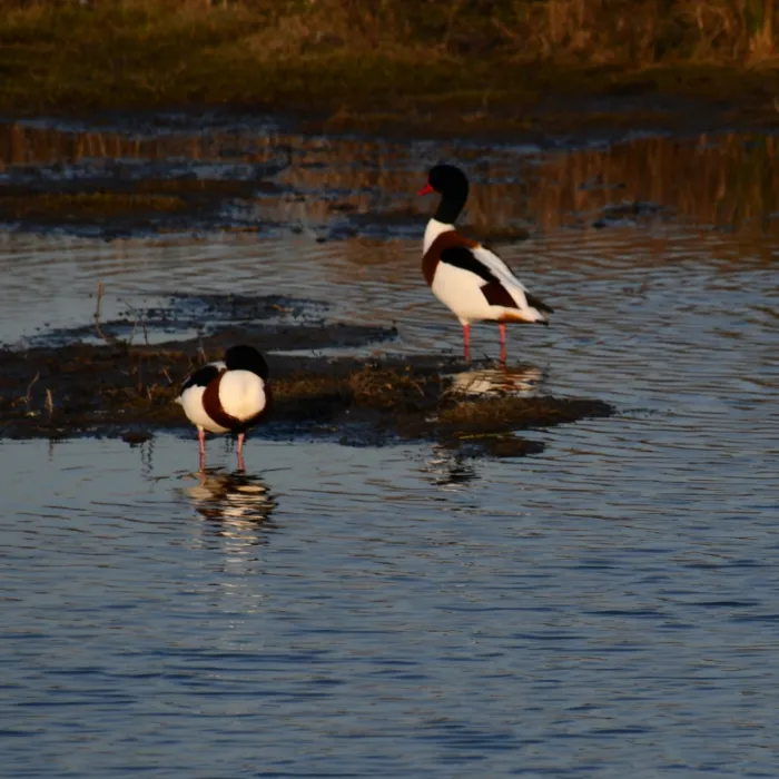 Common Shelduck