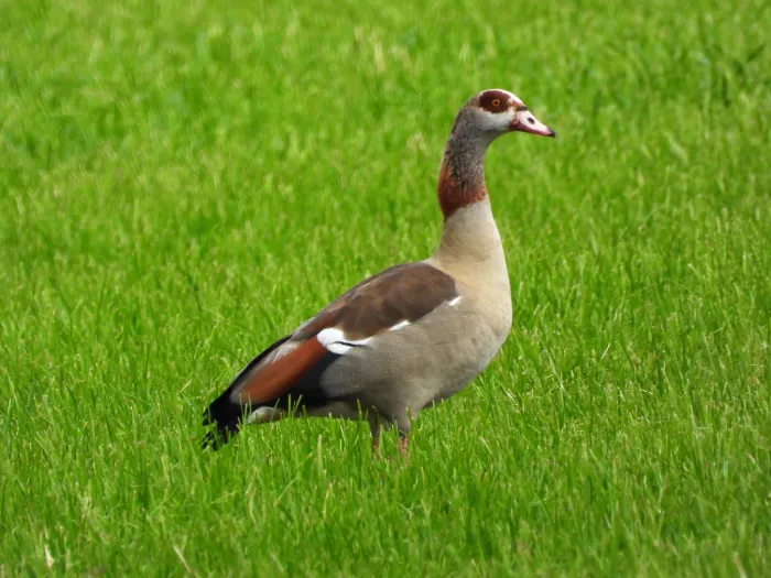 Spotted Egyptian Goose