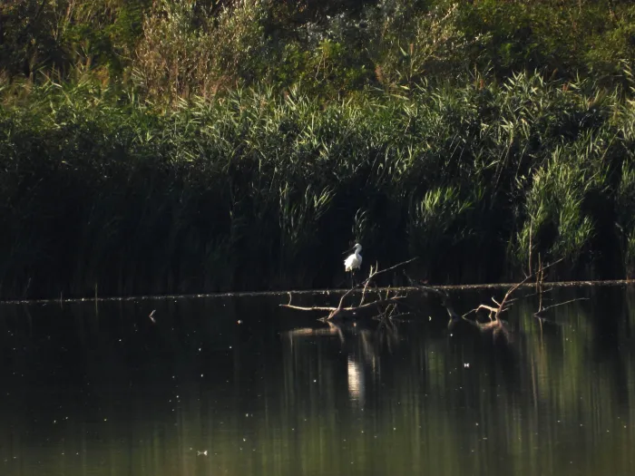Spotted Eurasian Spoonbill