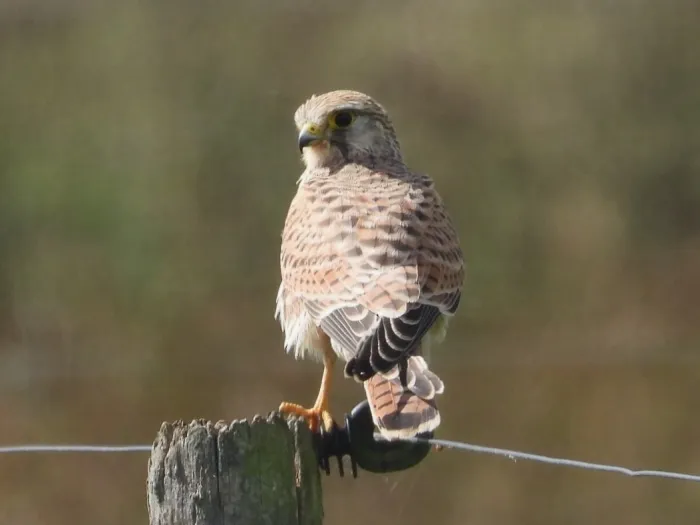 Spotted Eurasian Kestrel