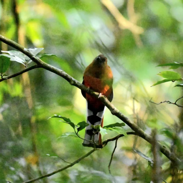Spotted Red-headed Trogon