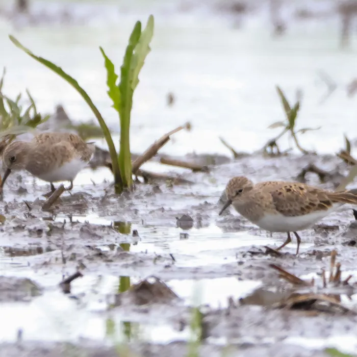 Spotted Temminck's Stint