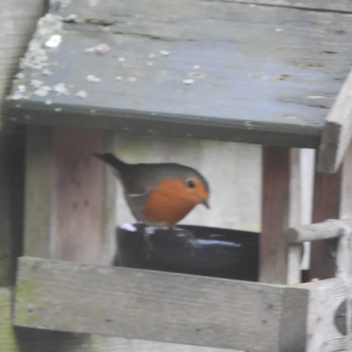 Spotted European Robin
