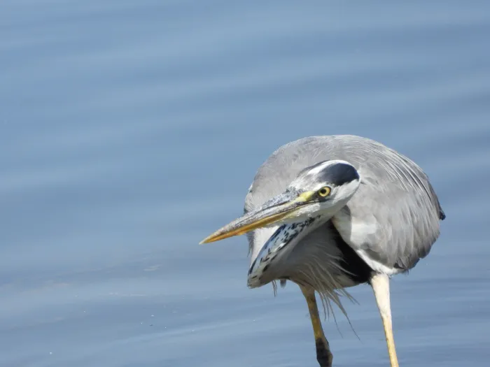 Waargenomen Blauwe reiger