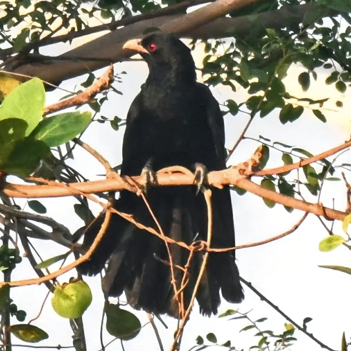 Spotted Asian Koel