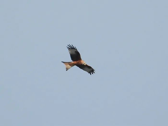 Spotted Red Kite