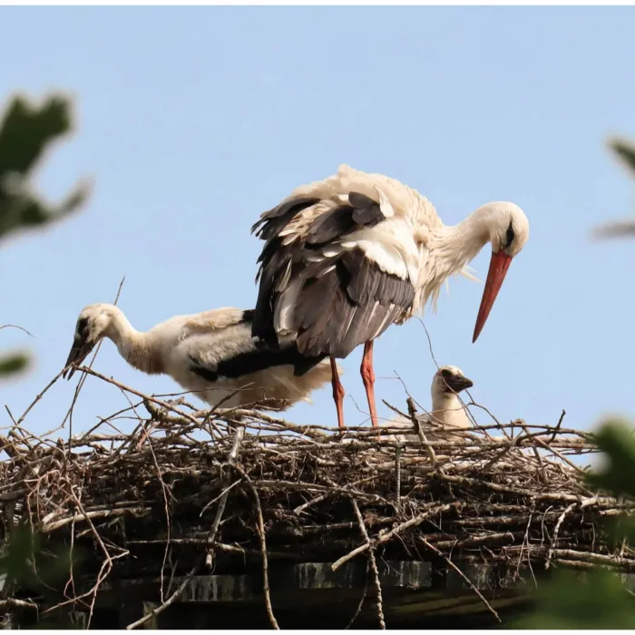 Spotted White Stork