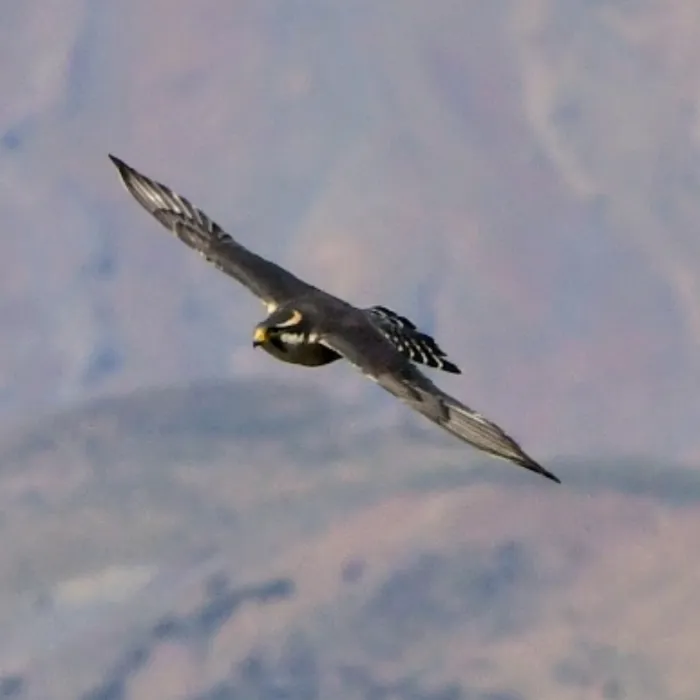 Spotted Aplomado Falcon