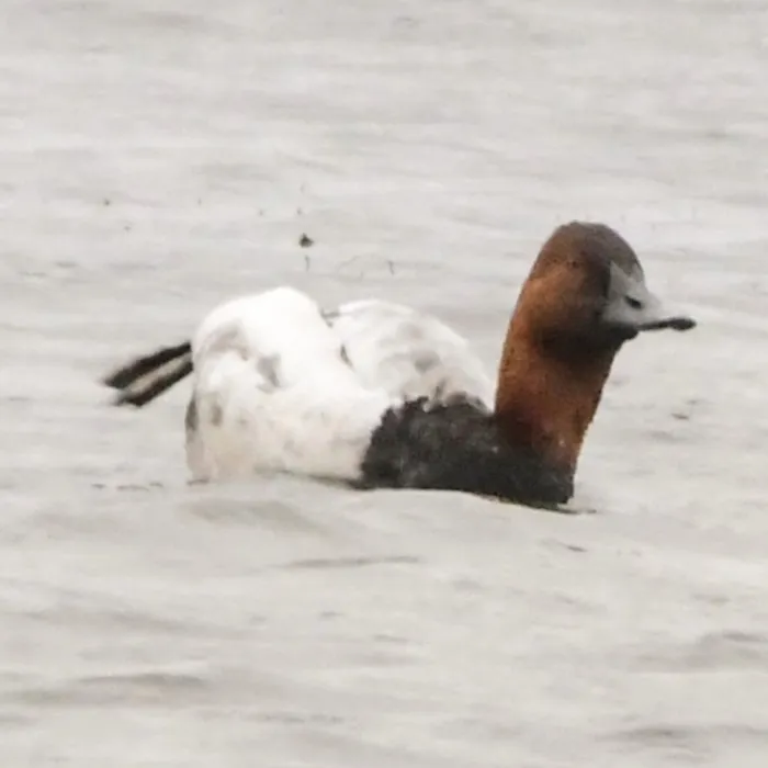 Spotted Canvasback