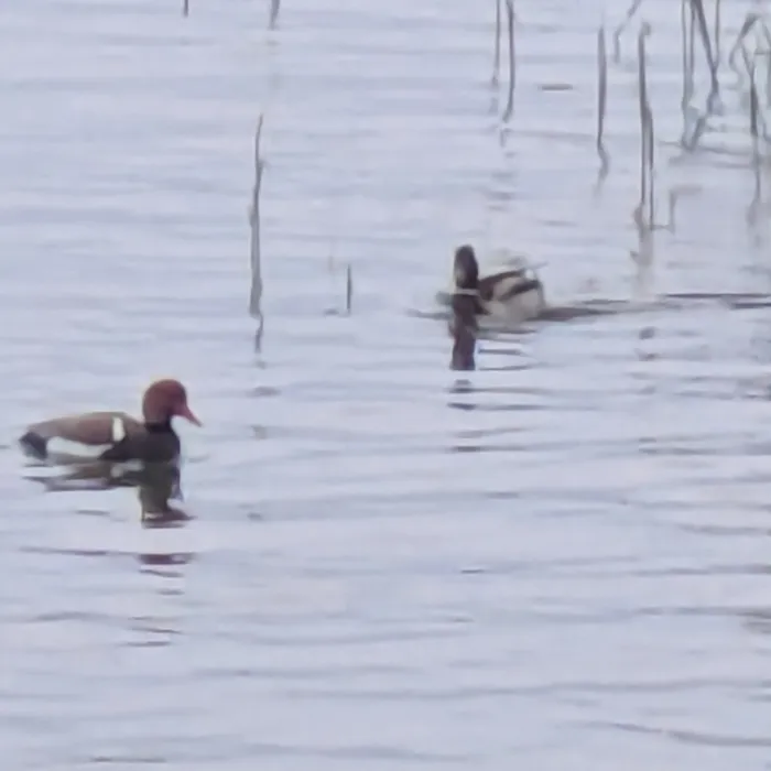 Spotted Red-crested Pochard