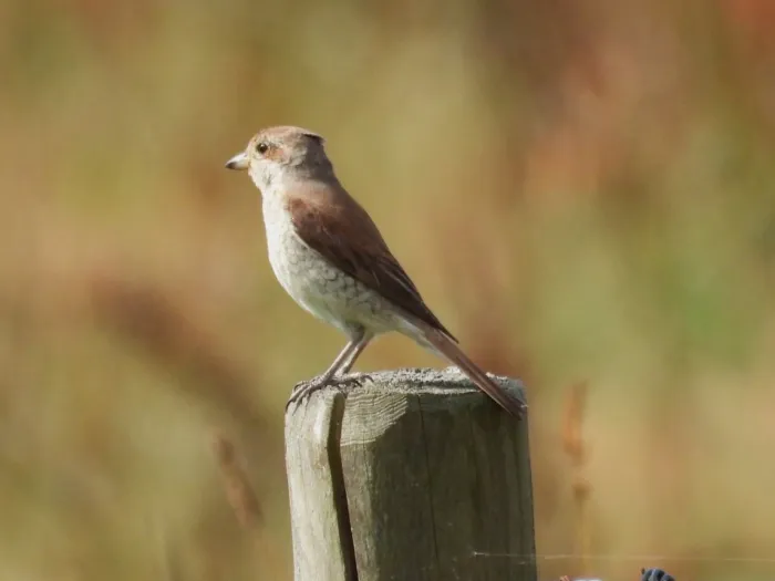 Spotted Red-backed Shrike