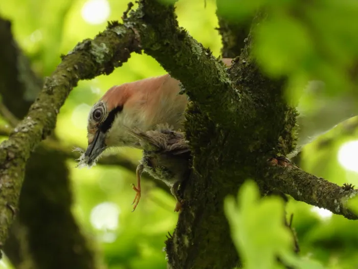 Spotted Eurasian Jay