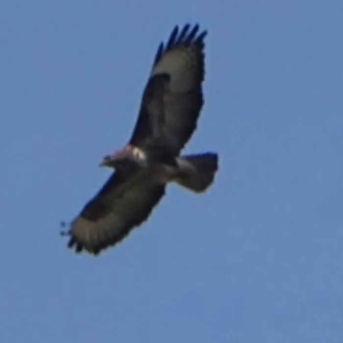 Waargenomen Buizerd