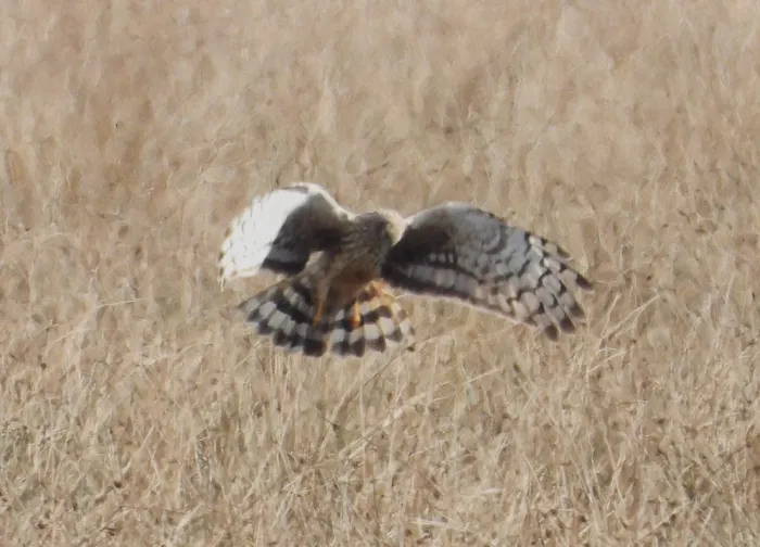 Gespotte Blauwe kiekendief