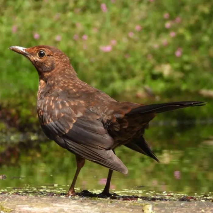 Spotted Eurasian Blackbird