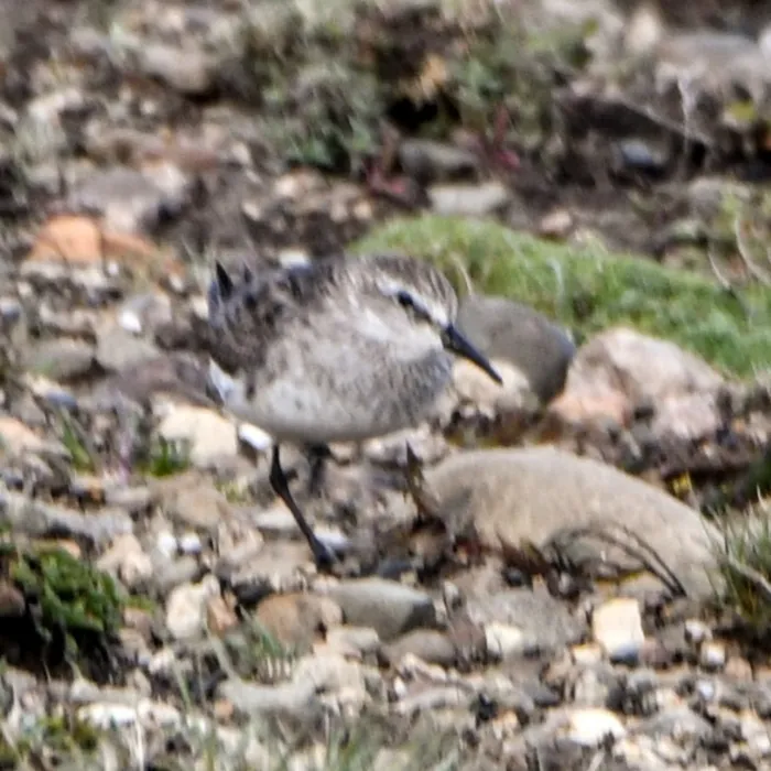 Spotted White-rumped Sandpiper
