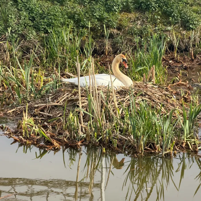 Gespotte Knobbelzwaan