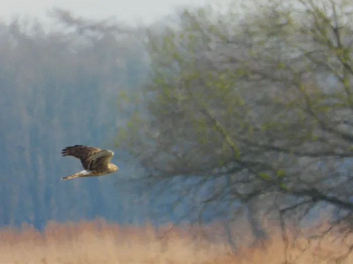 Spotted Hen Harrier