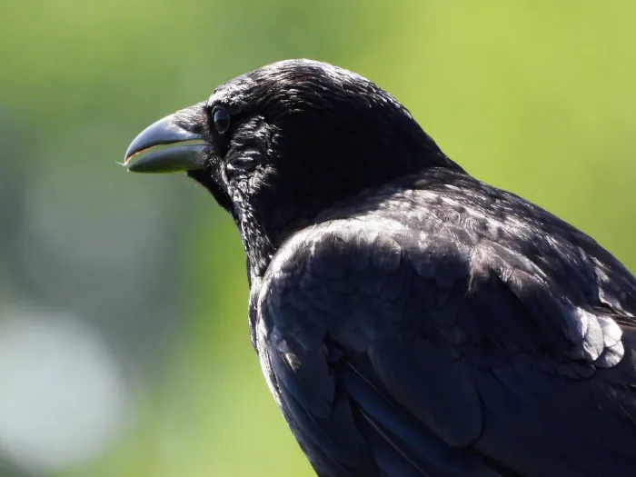 Spotted Carrion Crow
